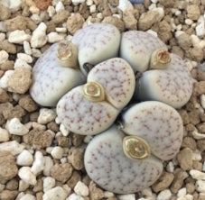 Lithops pseudotruncatella ssp. pseudotruncatella 20 graines