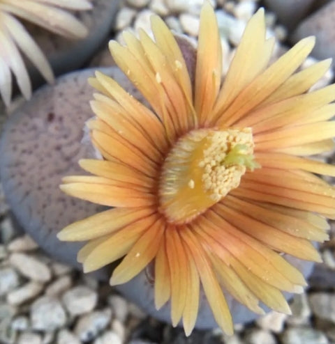 Lithops verruculosa v. glabra 20 graines