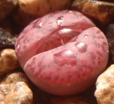 Lithops rubro rozeus 20 Samen