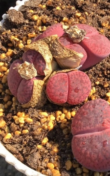 Lithops rubro rozeus 20 Samen