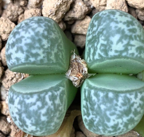 Lithops Seiji-gyoku 20 graines