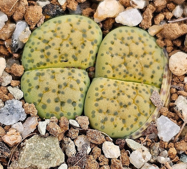 Lithops villetii ssp. deboeri 20 Seeds