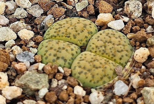 Lithops villetii ssp. deboeri 20 Seeds