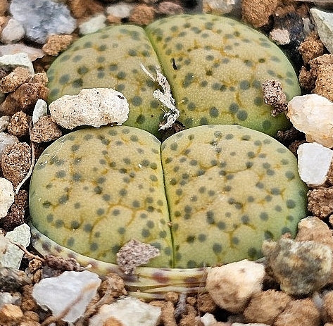 Lithops villetii ssp. deboeri 20 Seeds