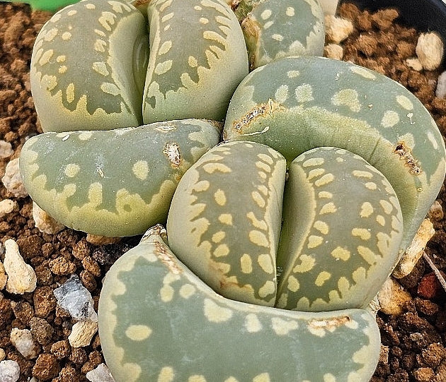 Lithops otzeniana 20 Seeds
