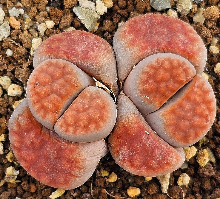 Lithops karasmontana v tischeri 20 graines