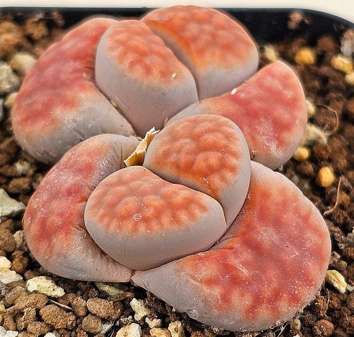 Lithops karasmontana v tischeri 20 graines