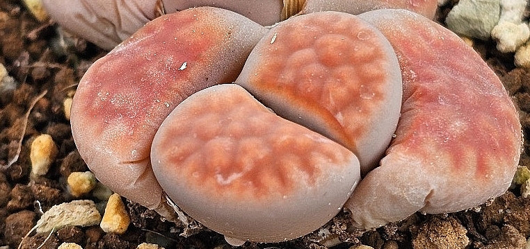 Lithops karasmontana v tischeri 20 graines