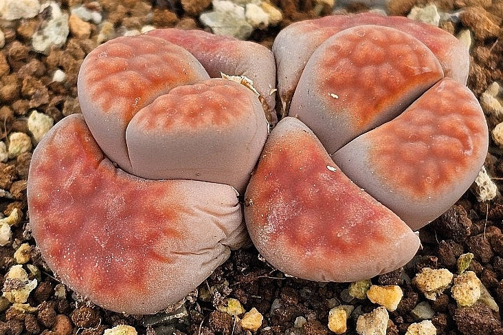 Lithops karasmontana v tischeri 20 graines