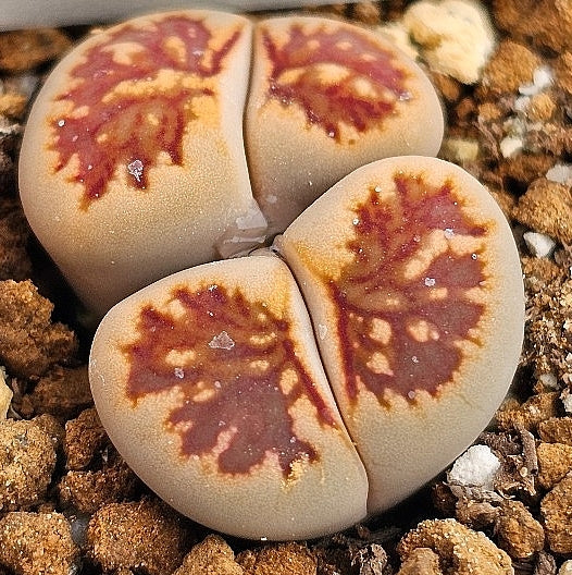Lithops kikukaseki 20 graines