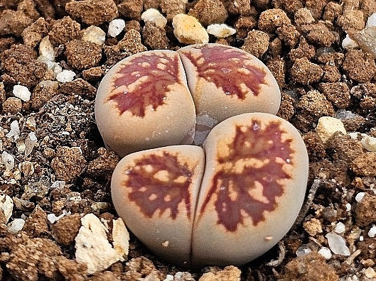 Lithops kikukaseki 20 graines