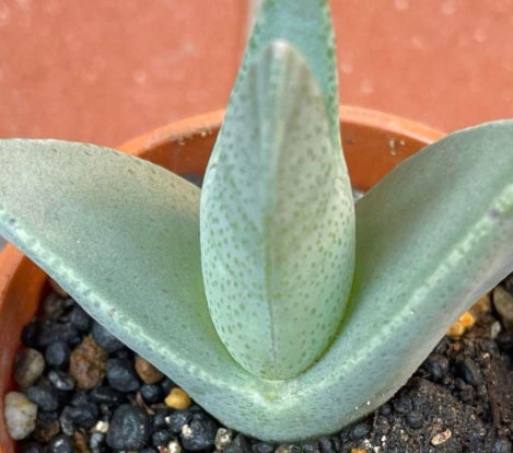 Gibbaeum shandii 20 Samen