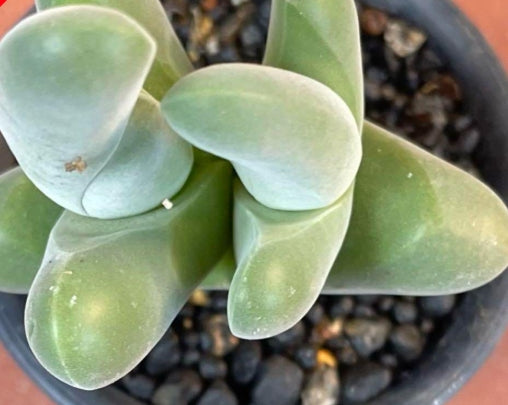 Gibbaeum shandii 20 Samen