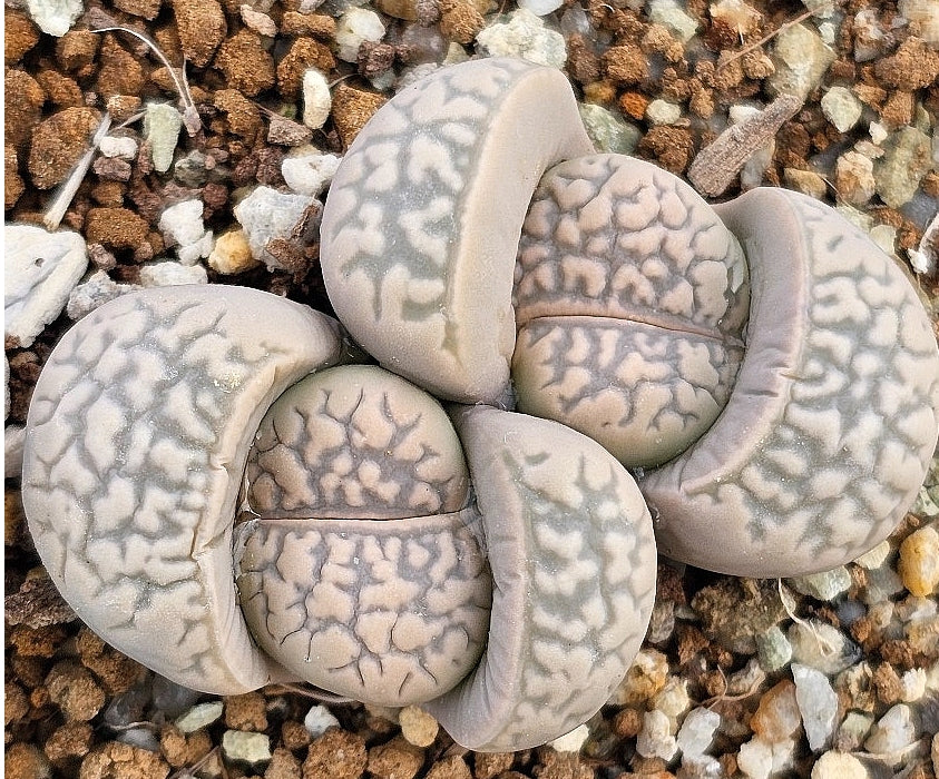 Lithops marmorata v. elisae 20 Samen