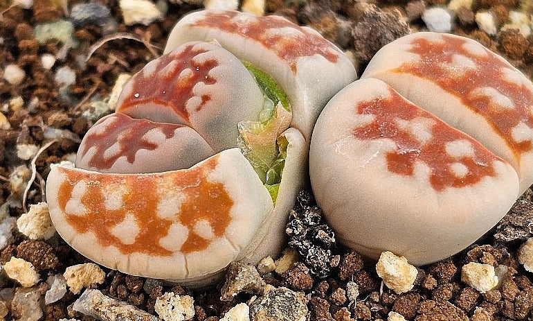 Lithops karasmontana mickbergensis 20 graines
