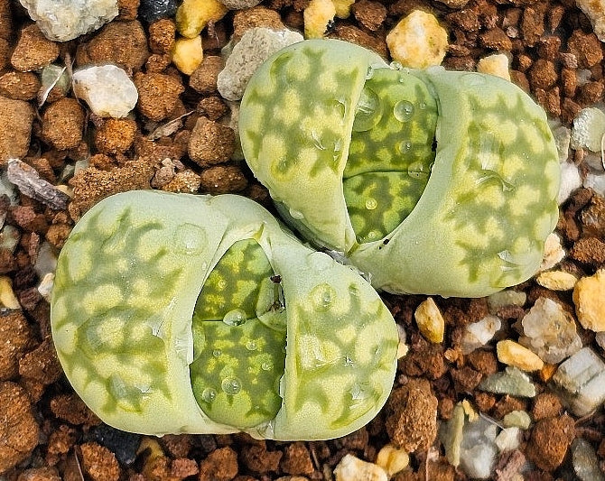 Lithops salicola Malachite 20 graines