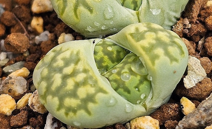Lithops salicola Malachite 20 graines