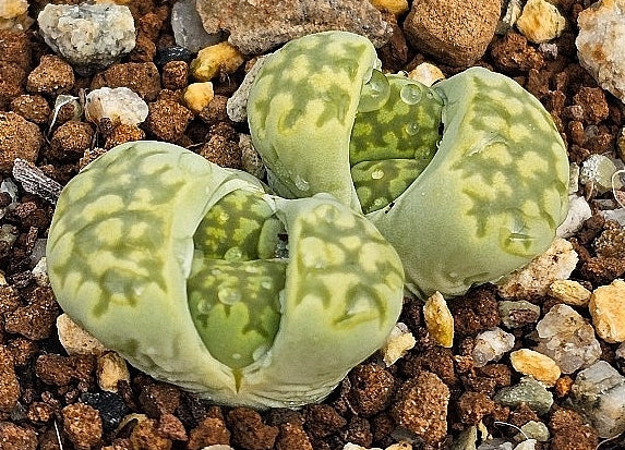 Lithops salicola Malachite 20 graines