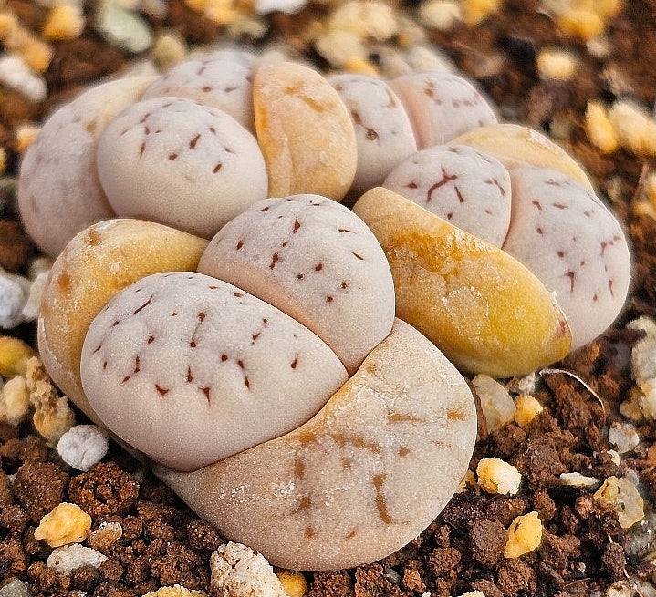 Lithops ruschiorum 20 graines