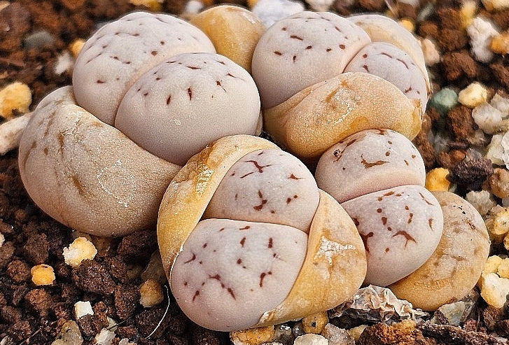 Lithops ruschiorum 20 graines