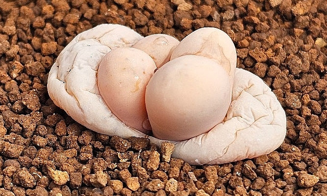 Lithops ruschiorum v. nelii 20 graines