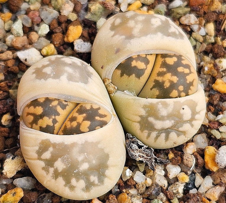 Lithops karasmontana ssp. Bella 20 graines