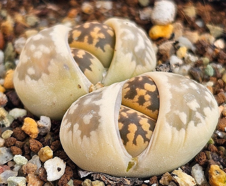 Lithops karasmontana ssp. Bella 20 graines