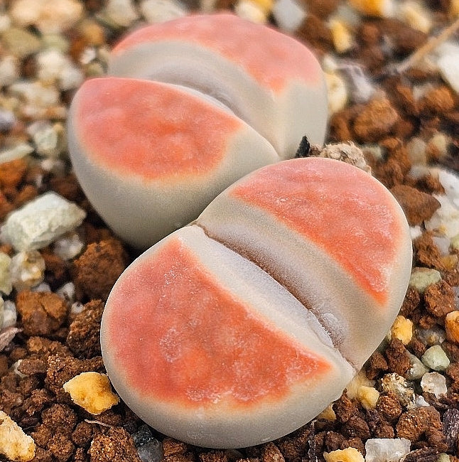 Lithops karasmontana cv. sumitatum 20 graines