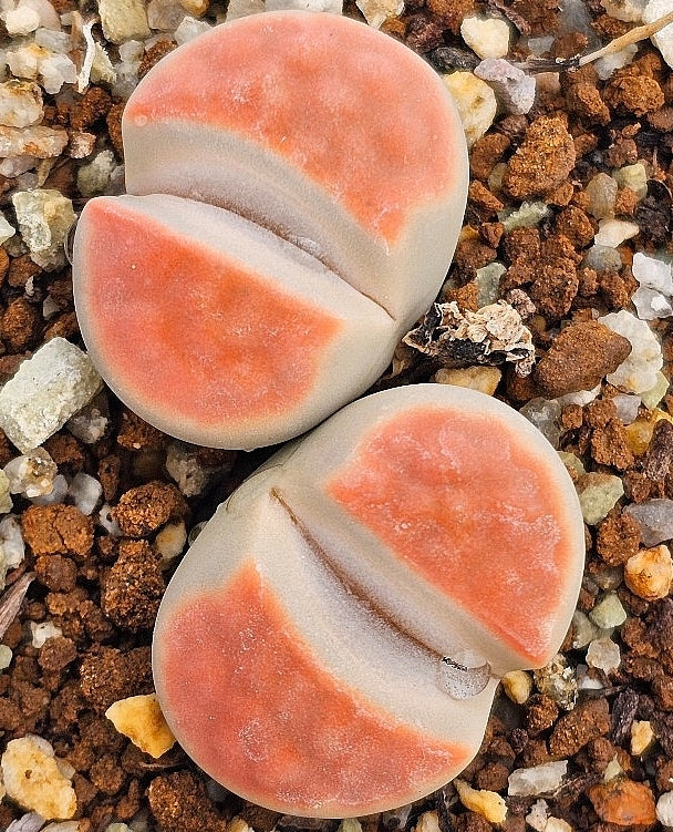 Lithops karasmontana cv. sumitatum 20 graines