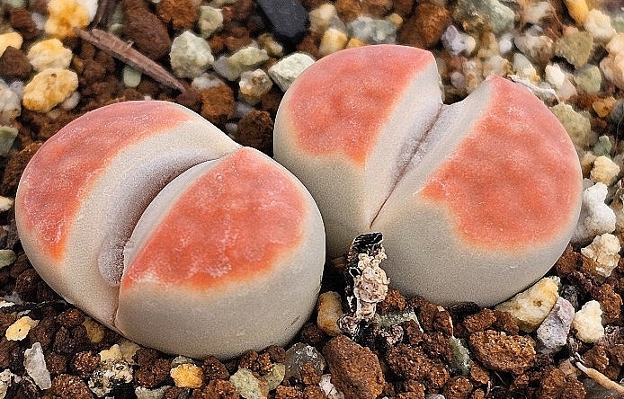 Lithops karasmontana cv. sumitatum 20 graines