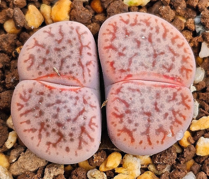 Lithops pseudotruncatella v. riehmerae 20 graines