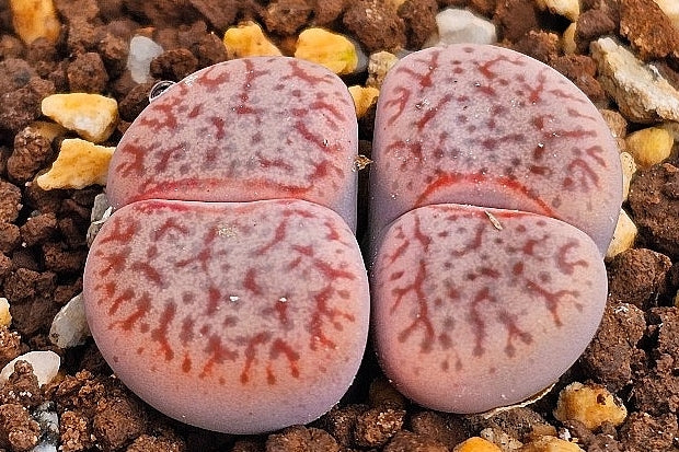 Lithops pseudotruncatella v. riehmerae 20 graines
