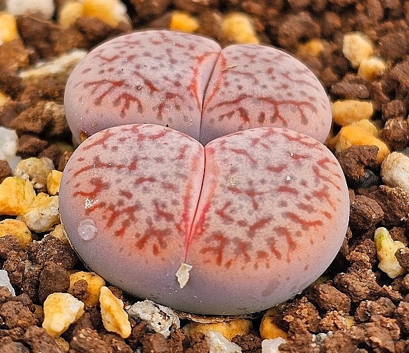 Lithops pseudotruncatella v. riehmerae 20 graines