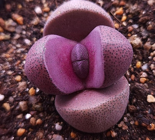 Pleiospilos nelii Royal Flush 20 Seeds