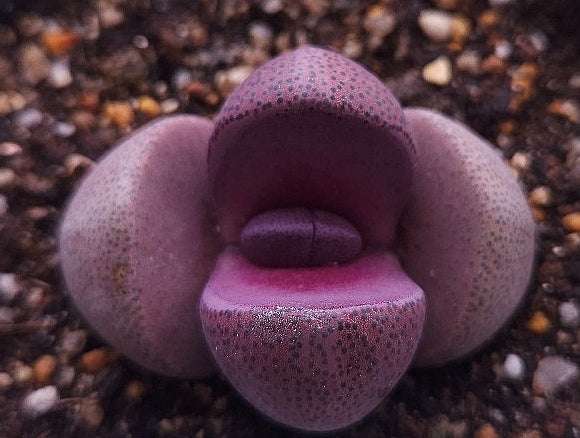 Pleiospilos nelii Royal Flush 20 Seeds
