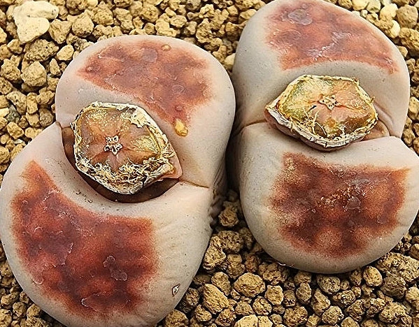 Lithops karasmontana Top rouge 20 graines