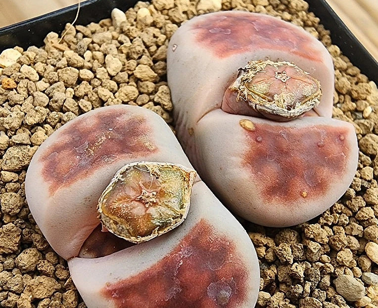 Lithops karasmontana Top rouge 20 graines