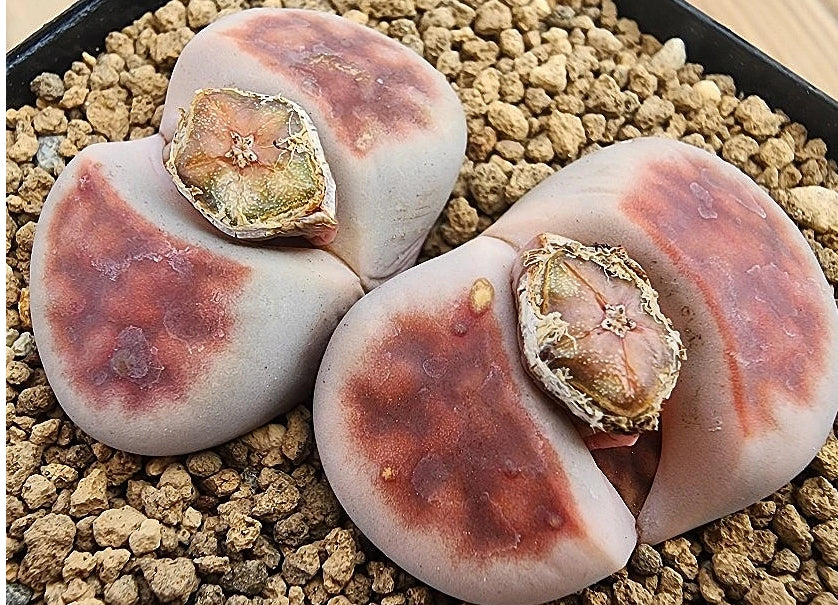 Lithops karasmontana Top rouge 20 graines