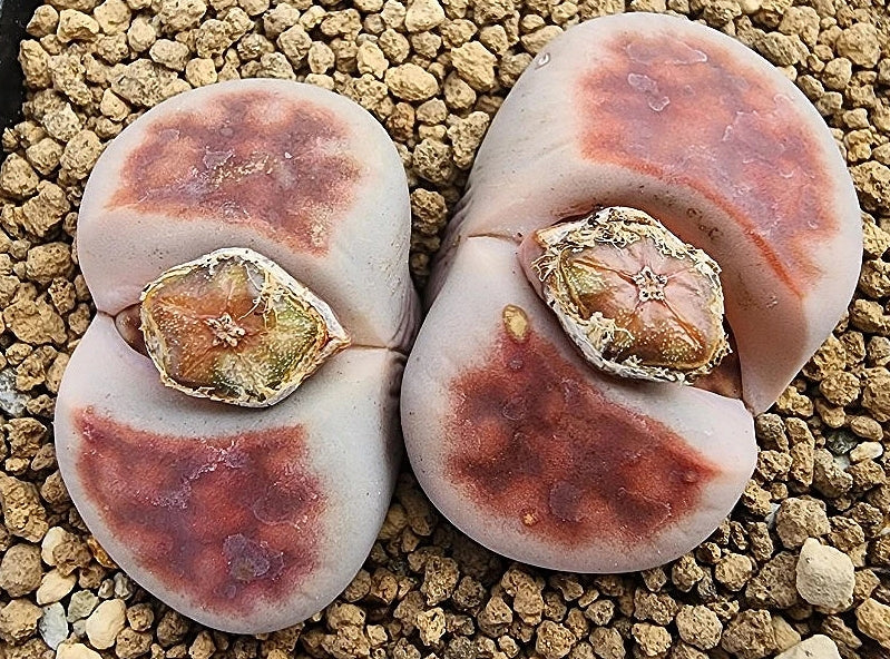 Lithops karasmontana Top rouge 20 graines
