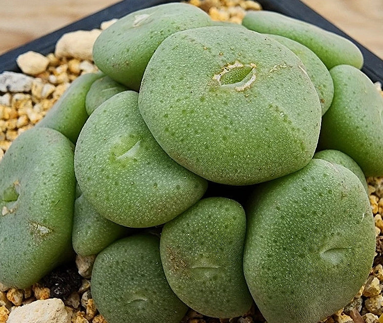 Conophytum bolusiae ssp. 20 Samen