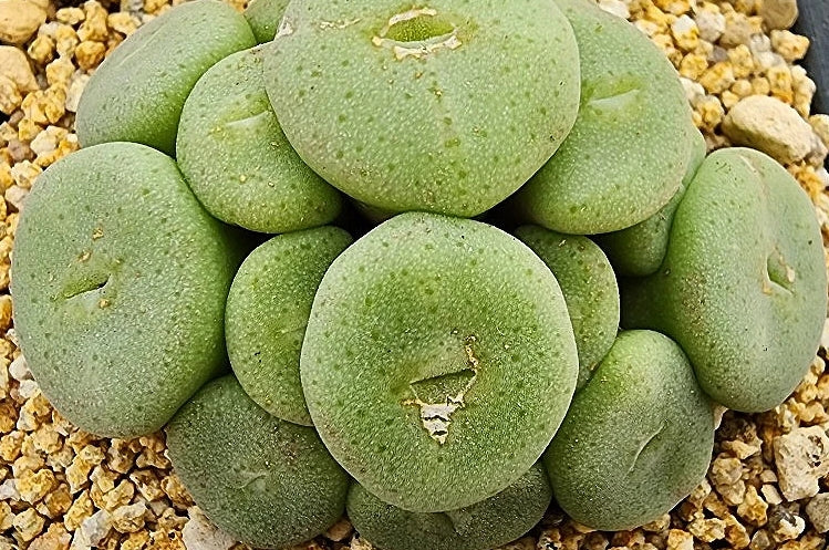 Conophytum bolusiae ssp. 20 Samen