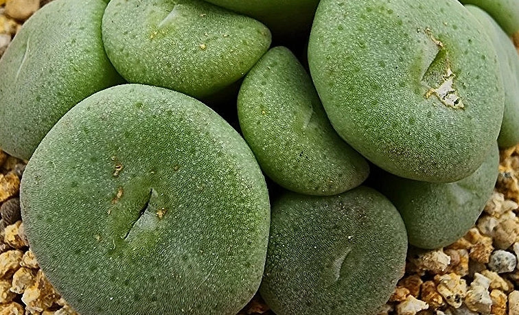 Conophytum bolusiae ssp. 20 Samen