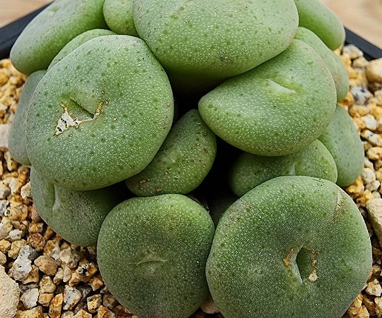 Conophytum bolusiae ssp. 20 Samen