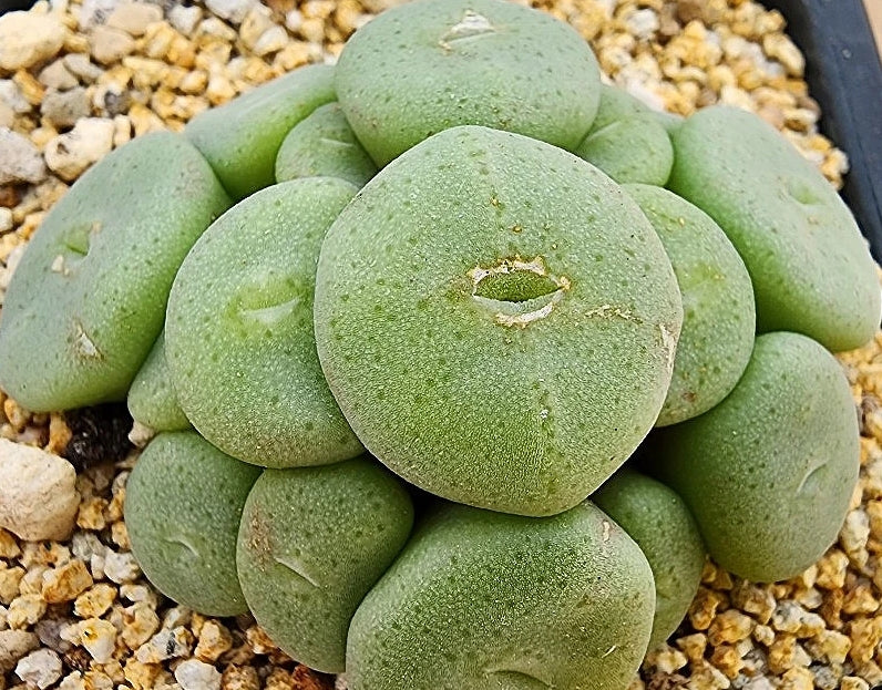 Conophytum bolusiae ssp. 20 Samen