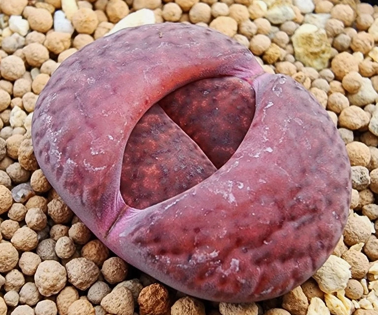 Lithops lesliei Hybride de rhubarbe 20 graines