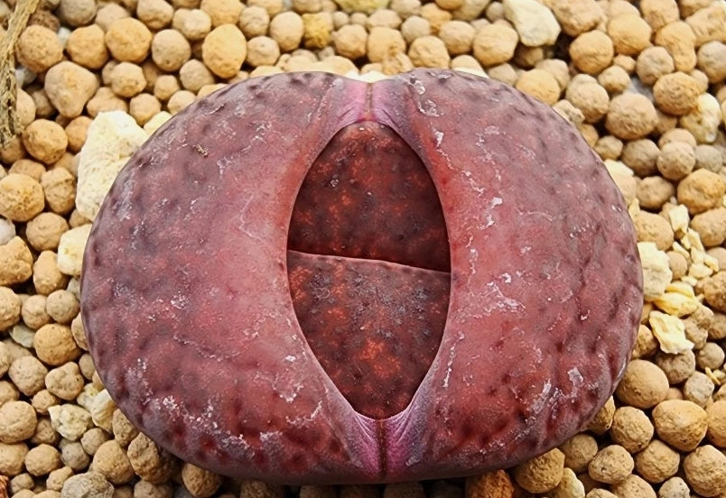 Lithops lesliei Hybride de rhubarbe 20 graines