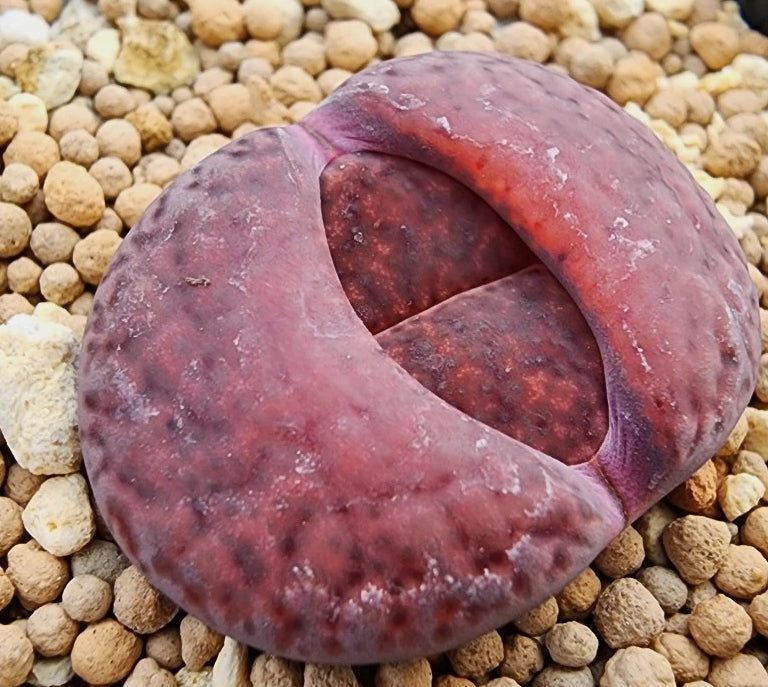 Lithops lesliei Hybride de rhubarbe 20 graines