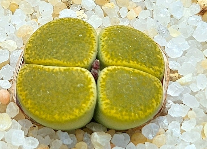 Lithops lesliei Green Top 20 graines