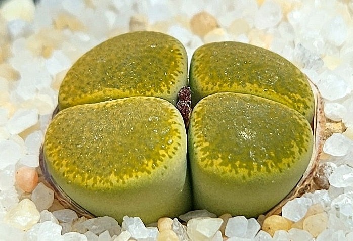 Lithops lesliei Green Top 20 graines