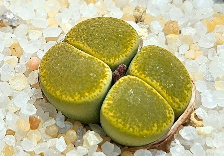 Lithops lesliei Green Top 20 graines